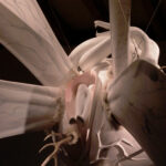 バージニア（部分）