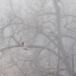 インタートラベラー